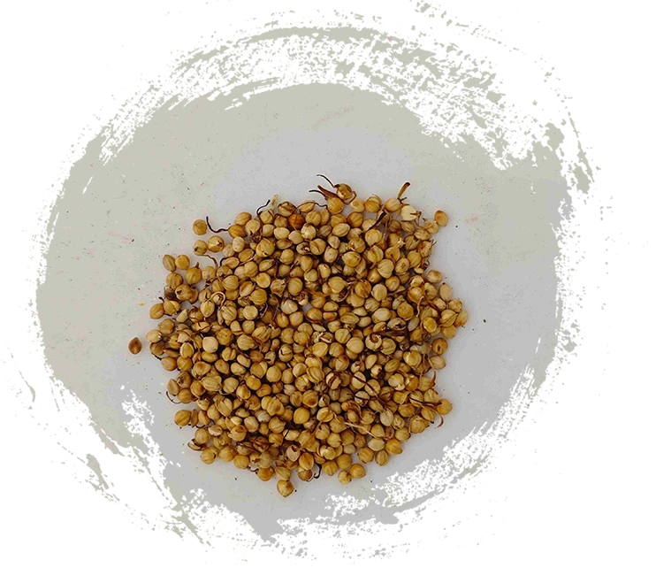 تنبت الأرز المحمص (chǎo gǔ yá)