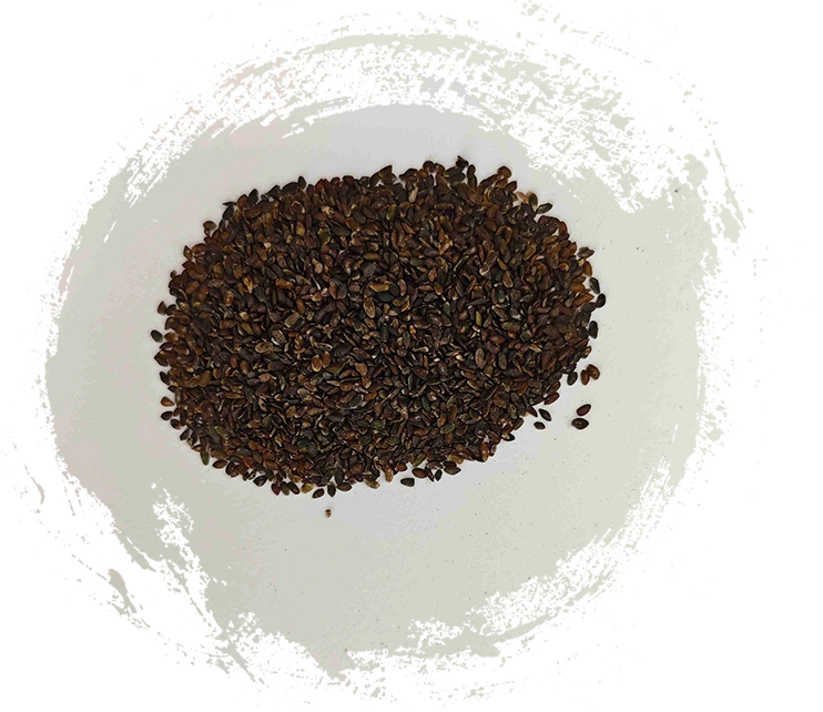 بذور الموز (CHQIANZI)