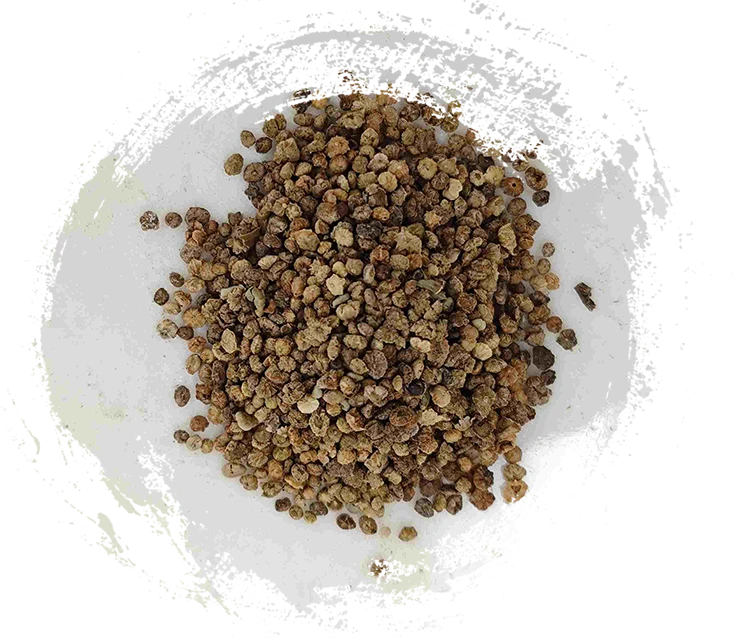 فاكهة كوتشيا (ديدو زي)