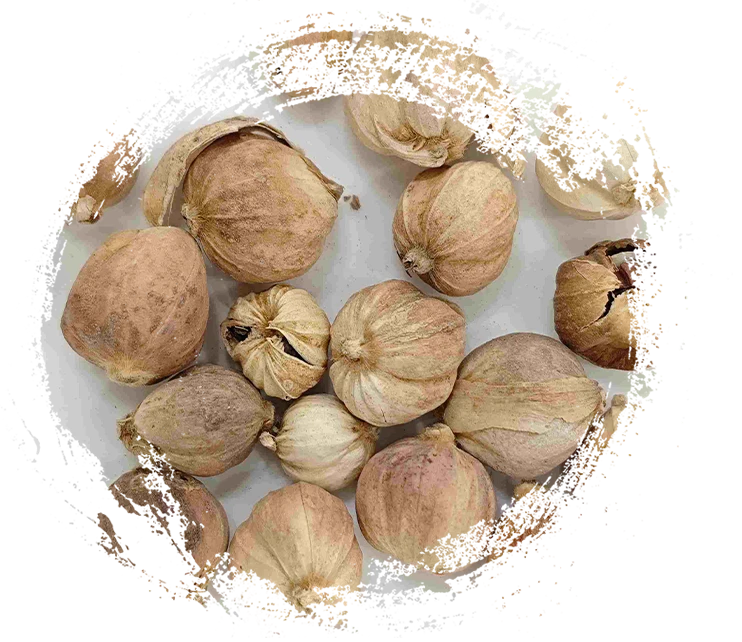 الهيل (dòukòu)