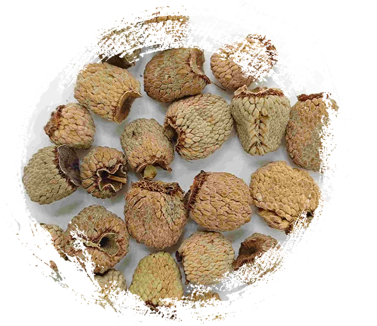 فاكهة التوت (fù pén zǐ)