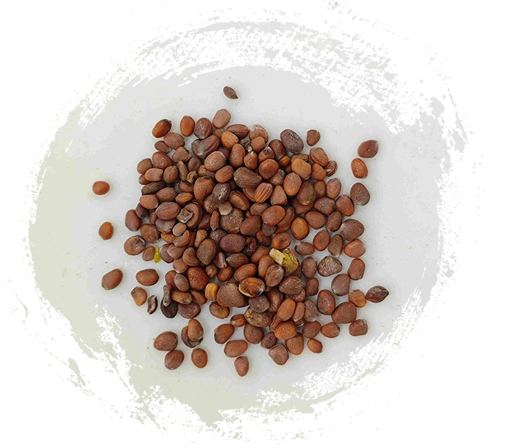 بذرة الفجل (làifúzǐ)