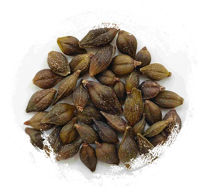 فورسيثيا فاكهة (Liánqiào)