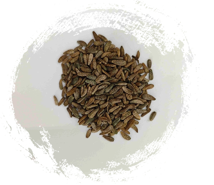 بذور Arctium Lappa (Niúbàngzǐ)