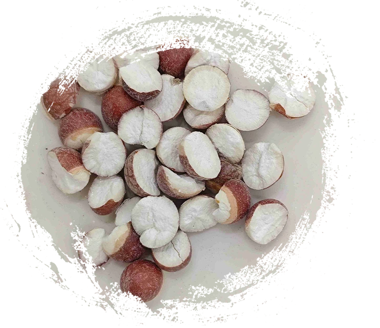 بذرة euryale (Qiànshí)