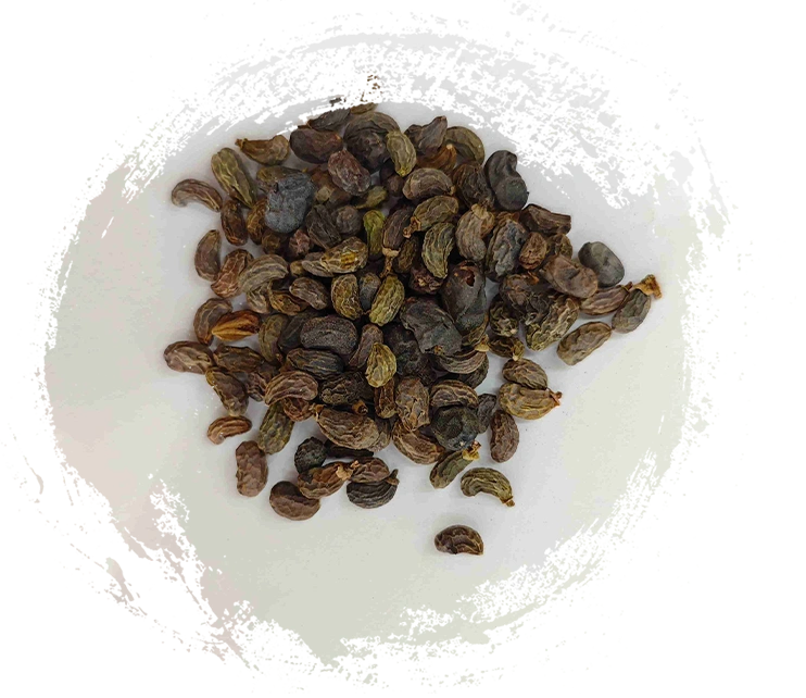 فاكهة ligustrum (nǚzhēnzǐ)