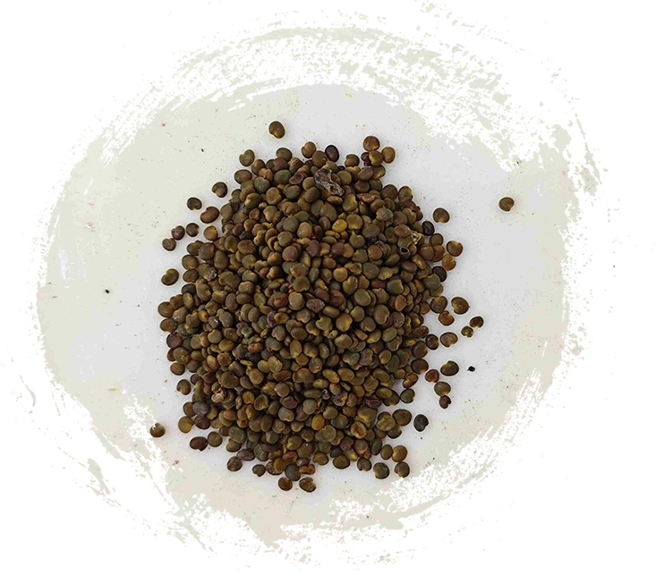 بذرة Astragalus (Shāyuànzǐ)