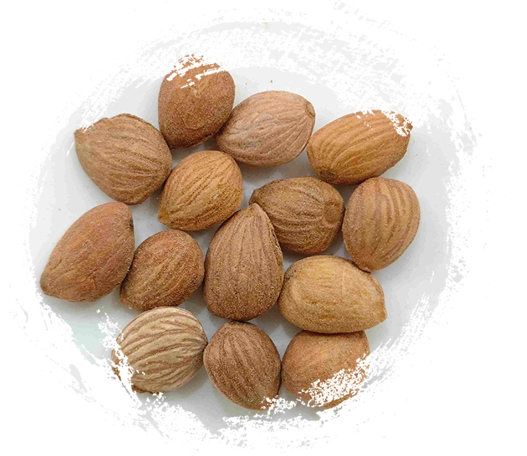 kernel الخوخ (Táorén)