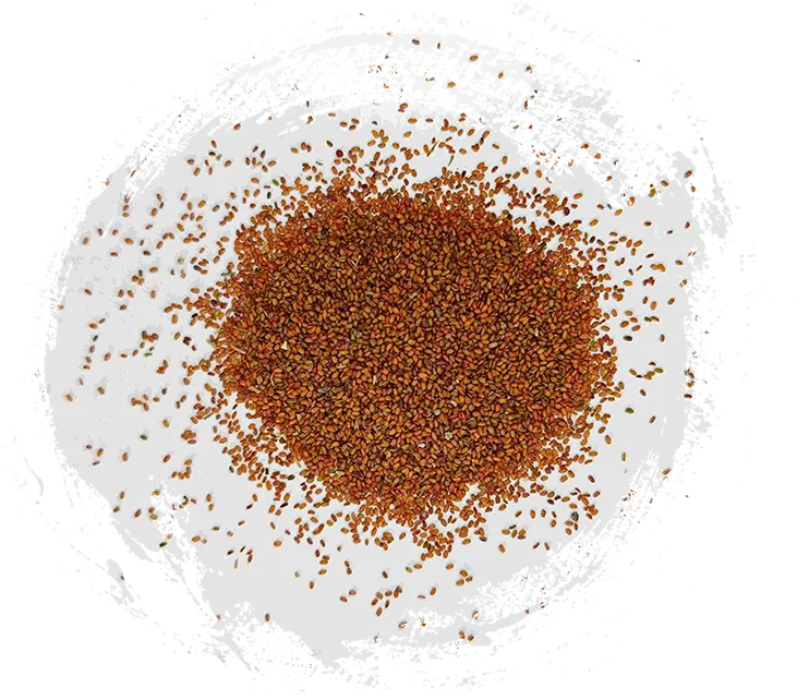 بذرة كولتسفوت (tínglìzǐ)