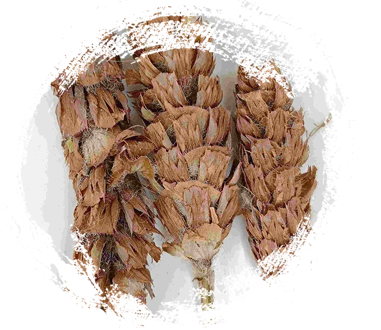 برونيلا هيرب (xiàkūcǎo)