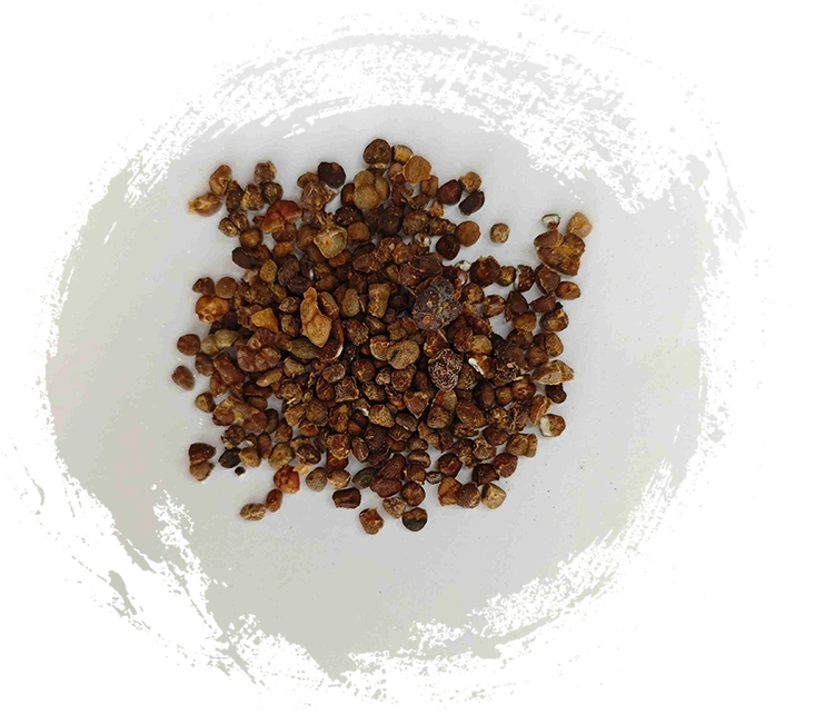 زنبق الزنجبيل الصيني (Yìzhì)