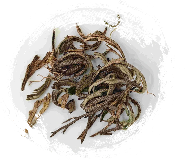 السرخس الملكي (Juǎn Bǎi)