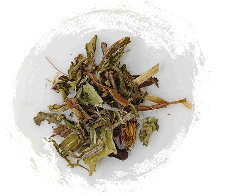 الهندباء (púgōngyīng)