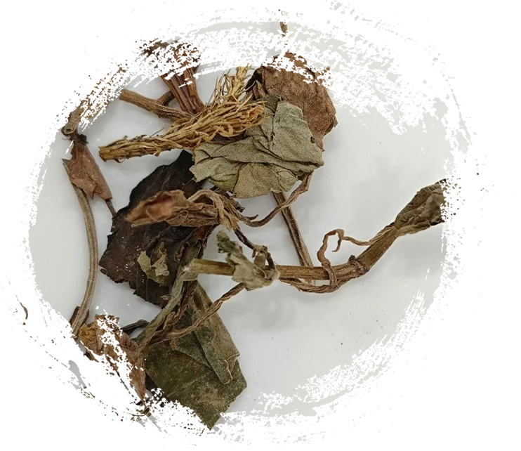 الخصائص الرئيسية للنباتات الطبية الصينية التقليدية