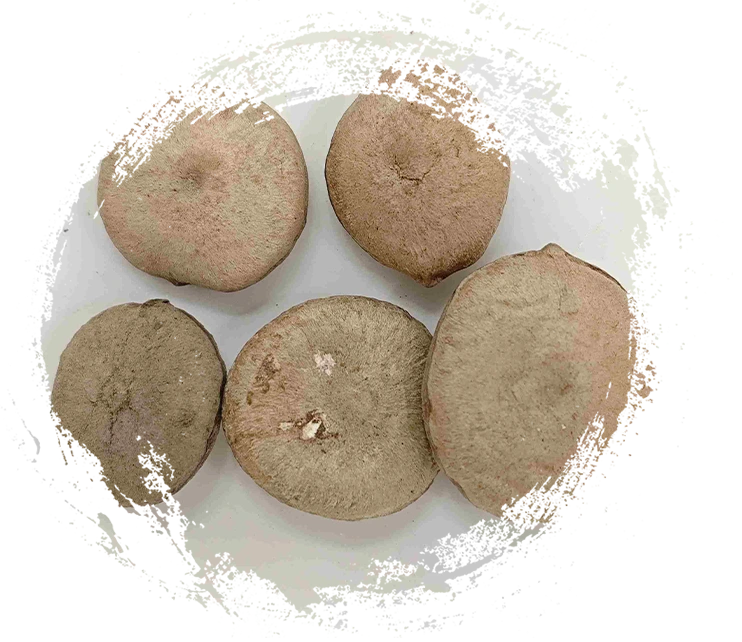 تحليل الطب الصيني التقليدي القائم على النباتات: كيفية التمييز بين الجذور والبذور والأزهار والطحالب