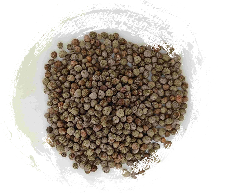 بذور بيريلا (Zǐsūzǐ)