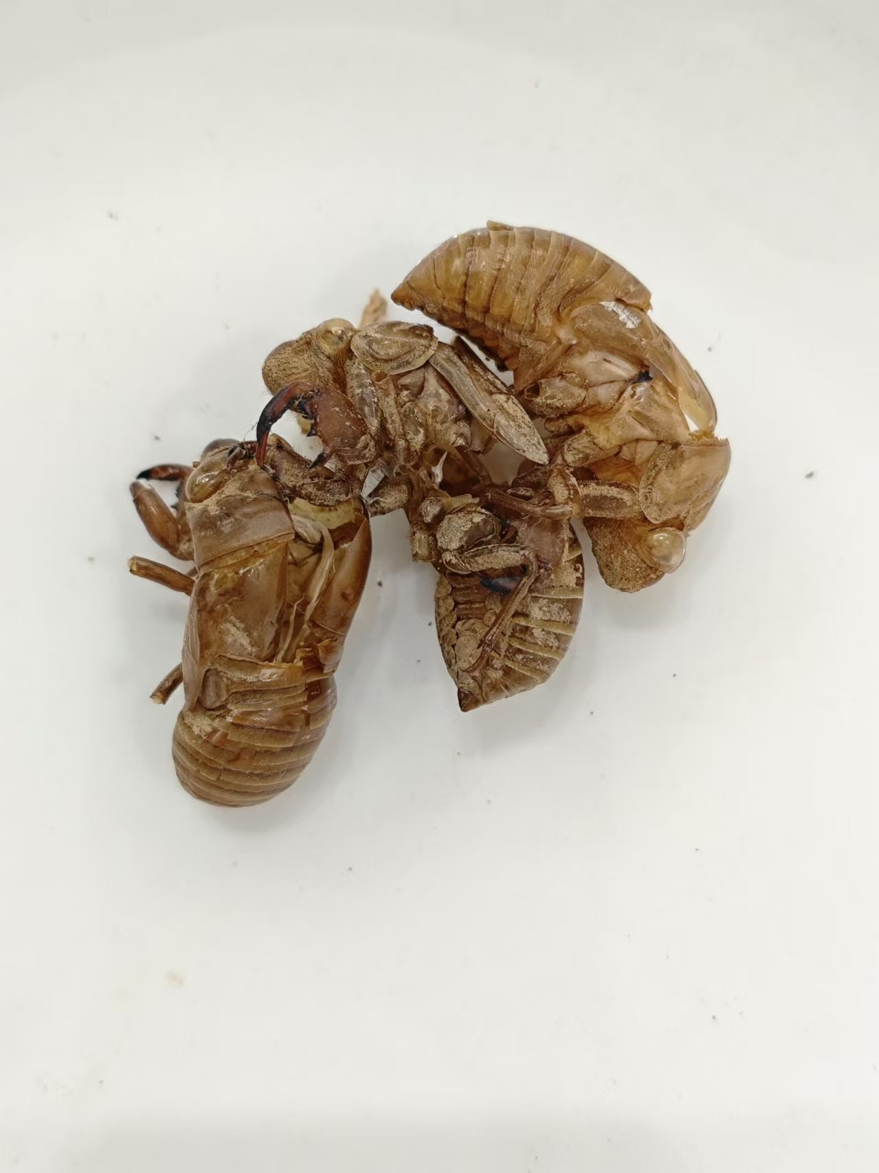 سيكادا سلو (شنتو)