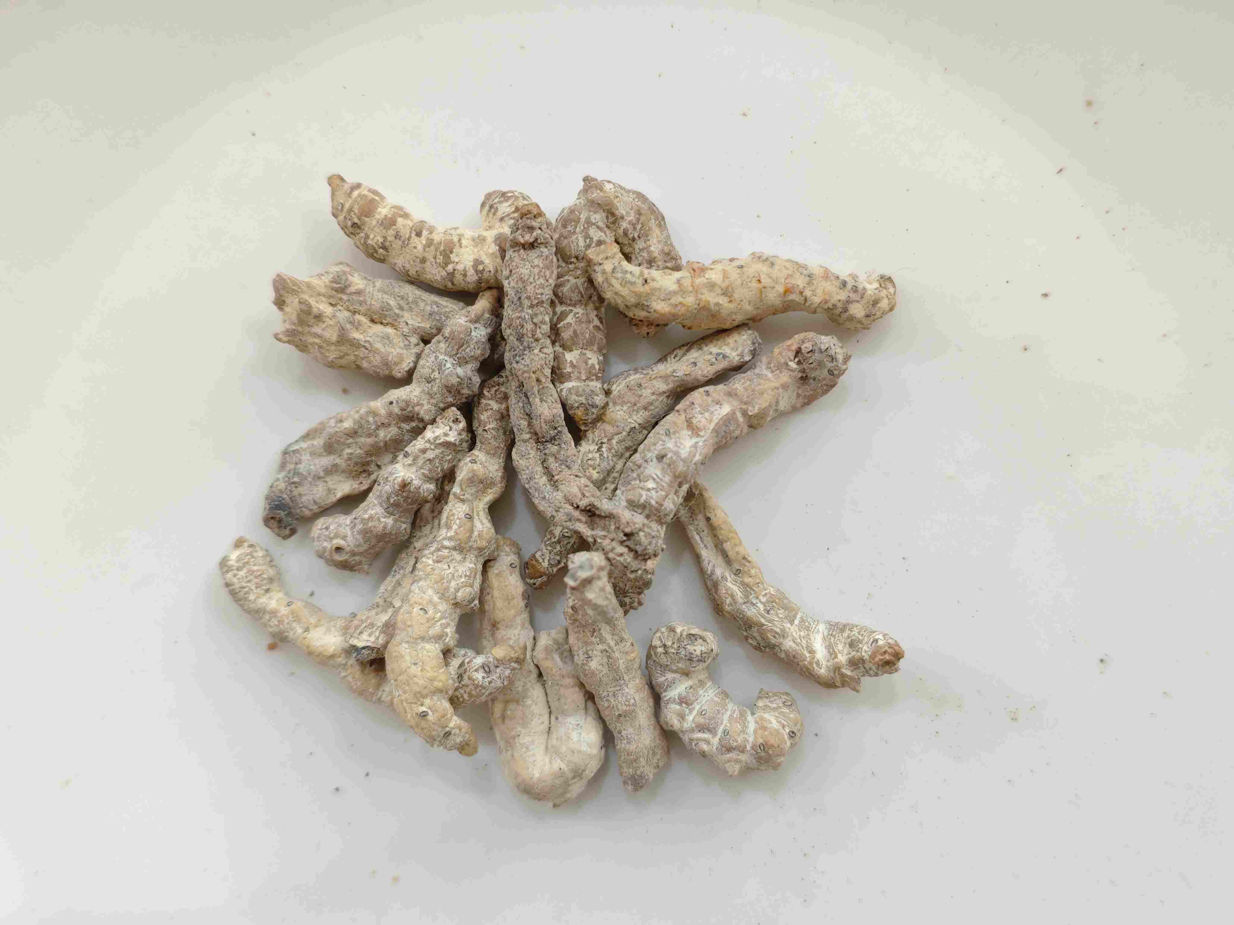 دودة السيليكات القاسية (jiāngcán)