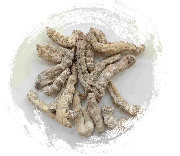 دودة السيليكات القاسية (jiāngcán)