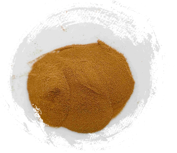 Lygodium japonicum (hǎijīnsha)