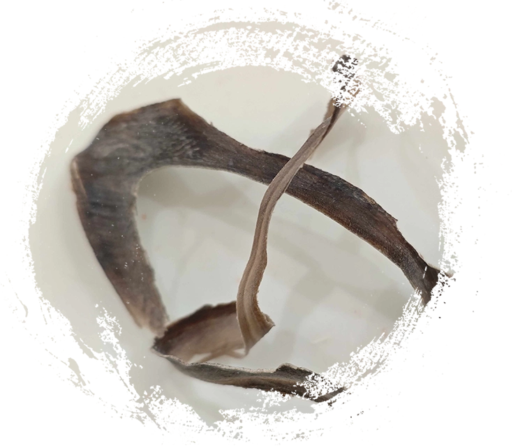 قرن الجاموس المائي (shuǐniújiǎo)