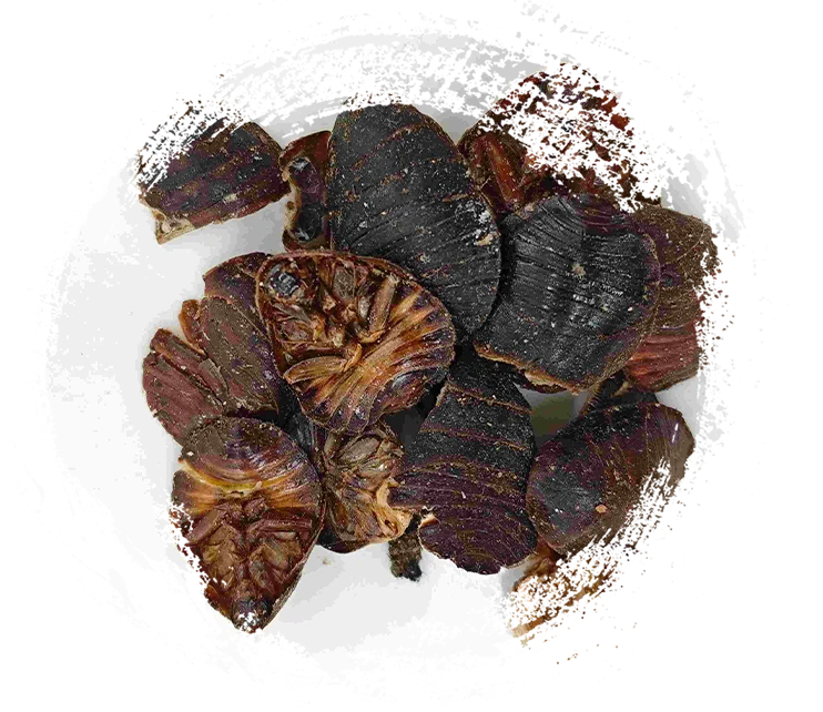 خنفساء الأرض (tǔbiēchóng)