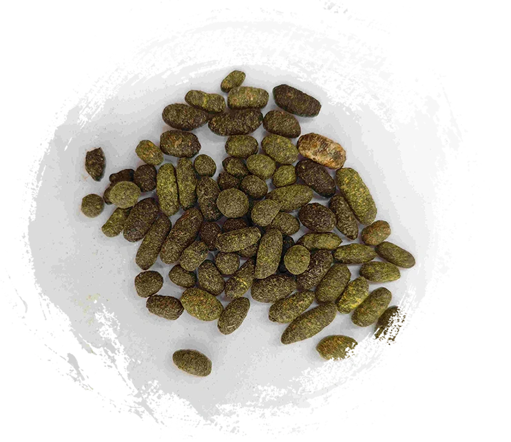 راتنج شجرة ورنيش (Wǔlíngzhī)