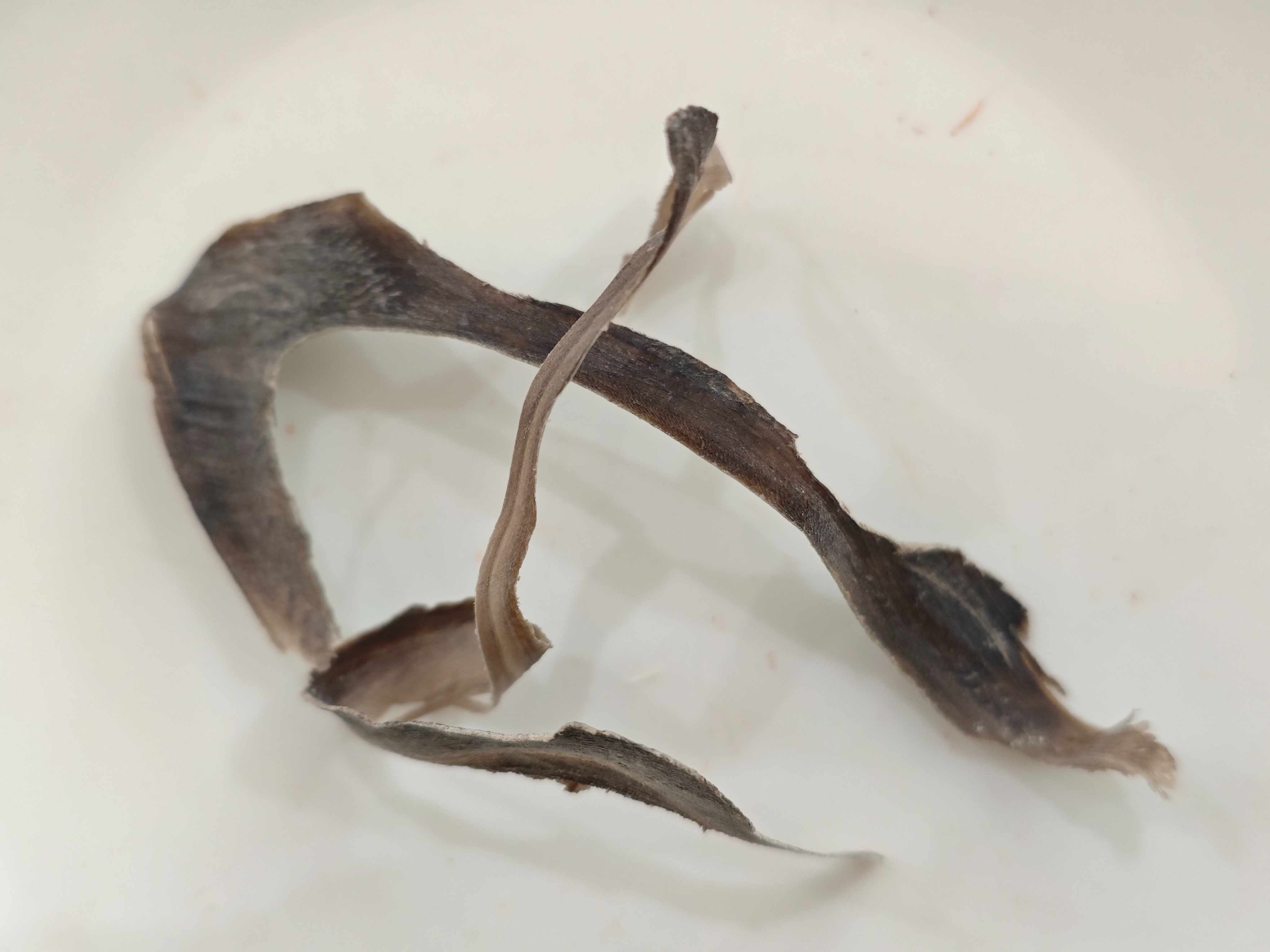 قرن الجاموس المائي (shuǐniújiǎo)