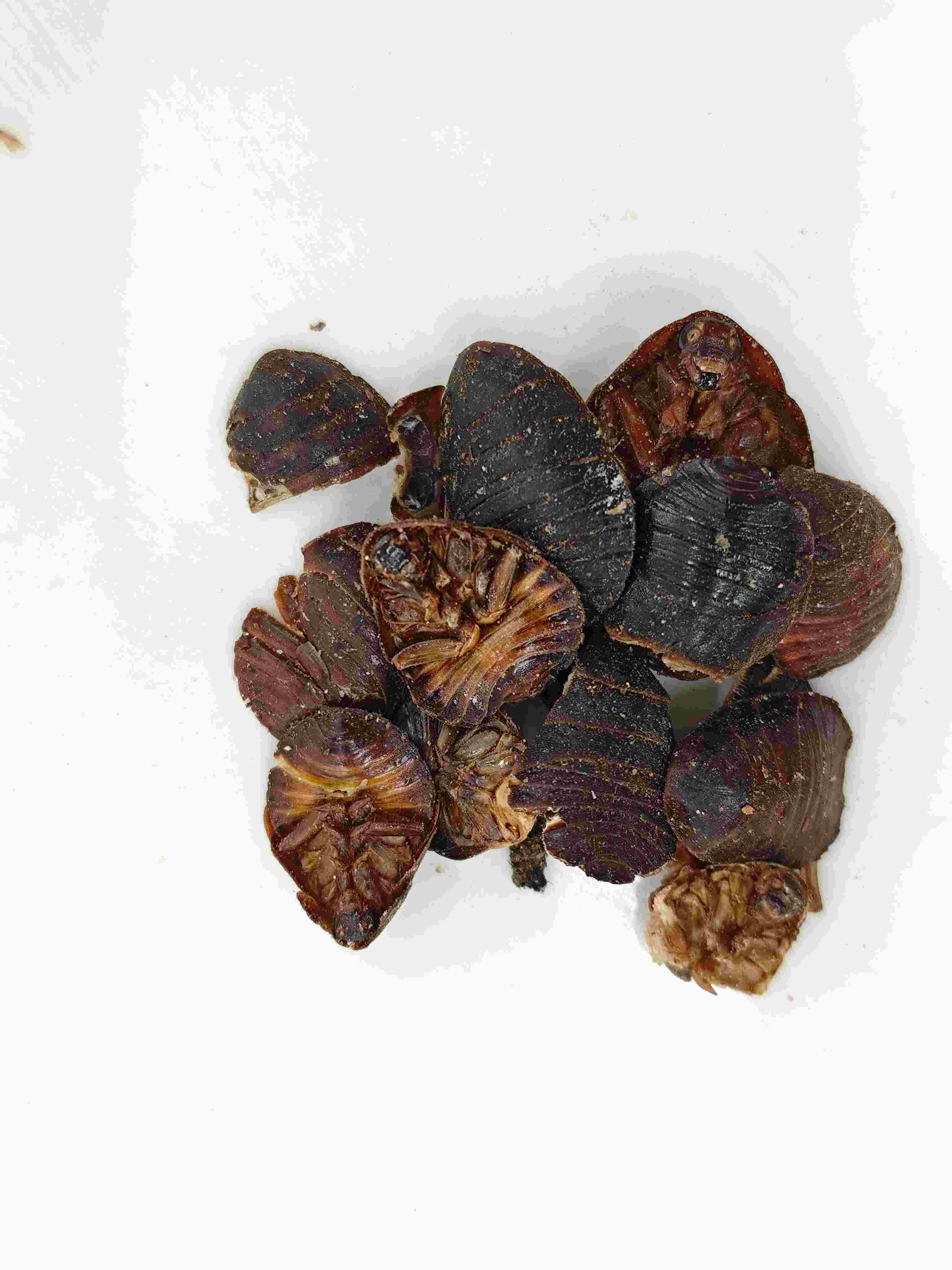 خنفساء الأرض (tǔbiēchóng)