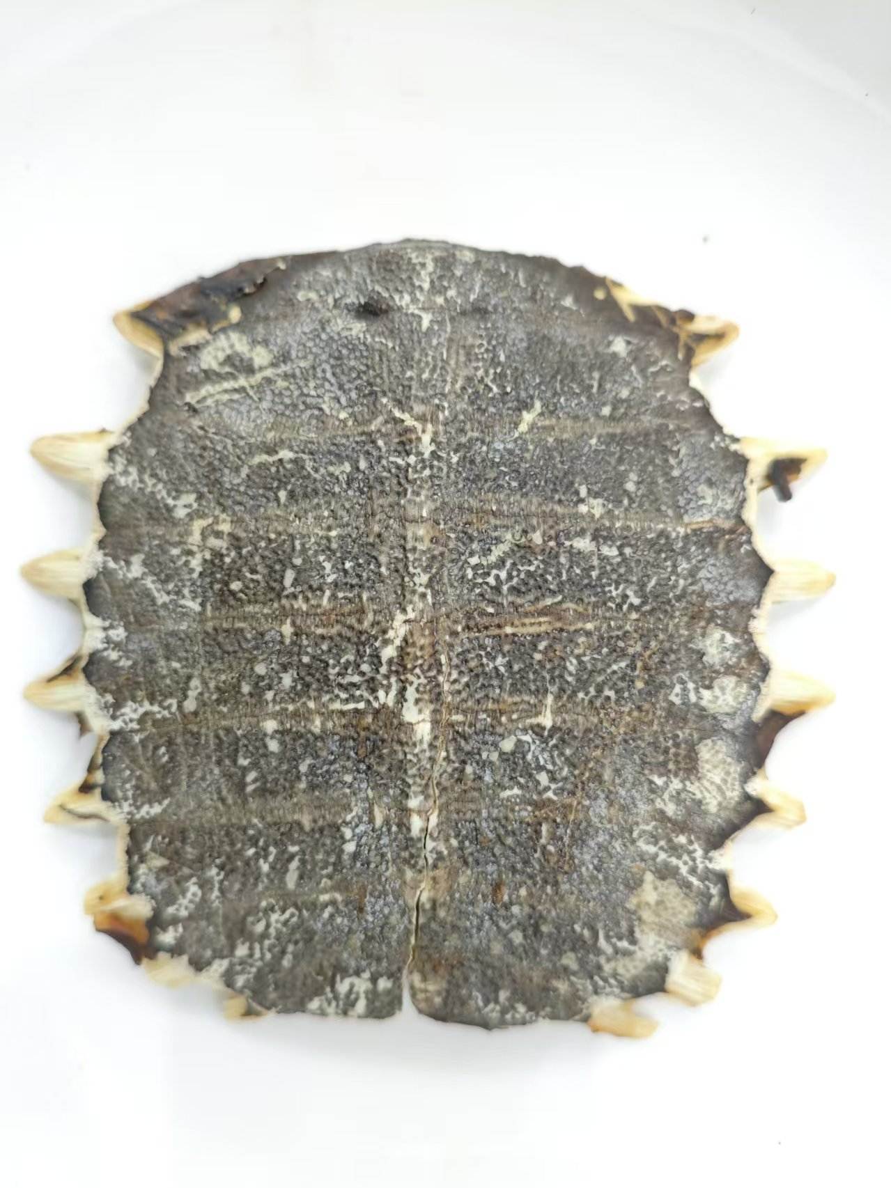 Softshell Turtle Plastron (Biējiǎ)