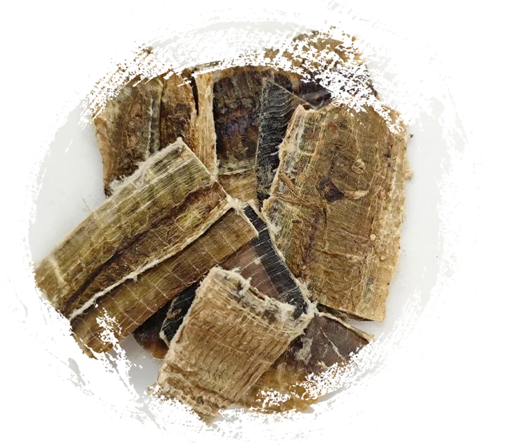 دودة الأرض (dìlóng)