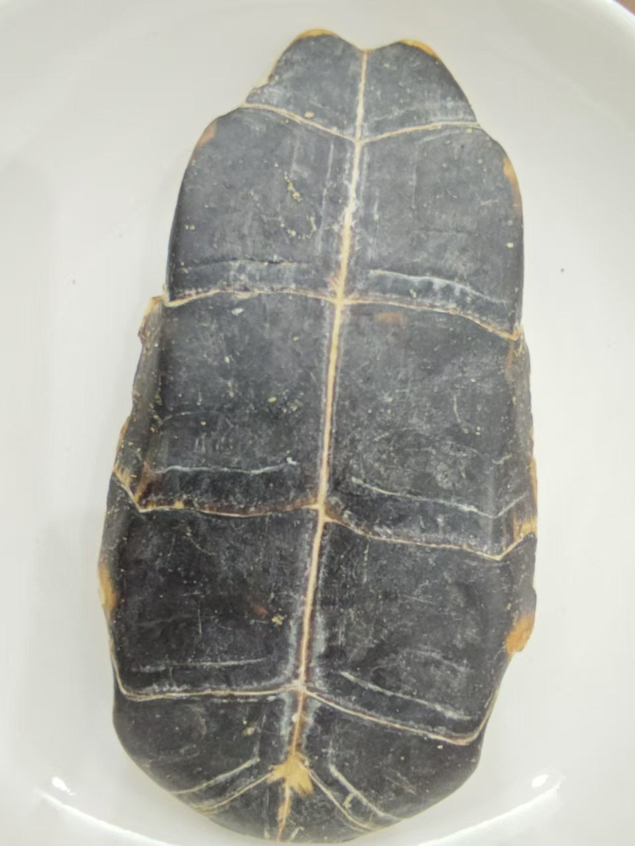 شل السلحفاة (غويجي)