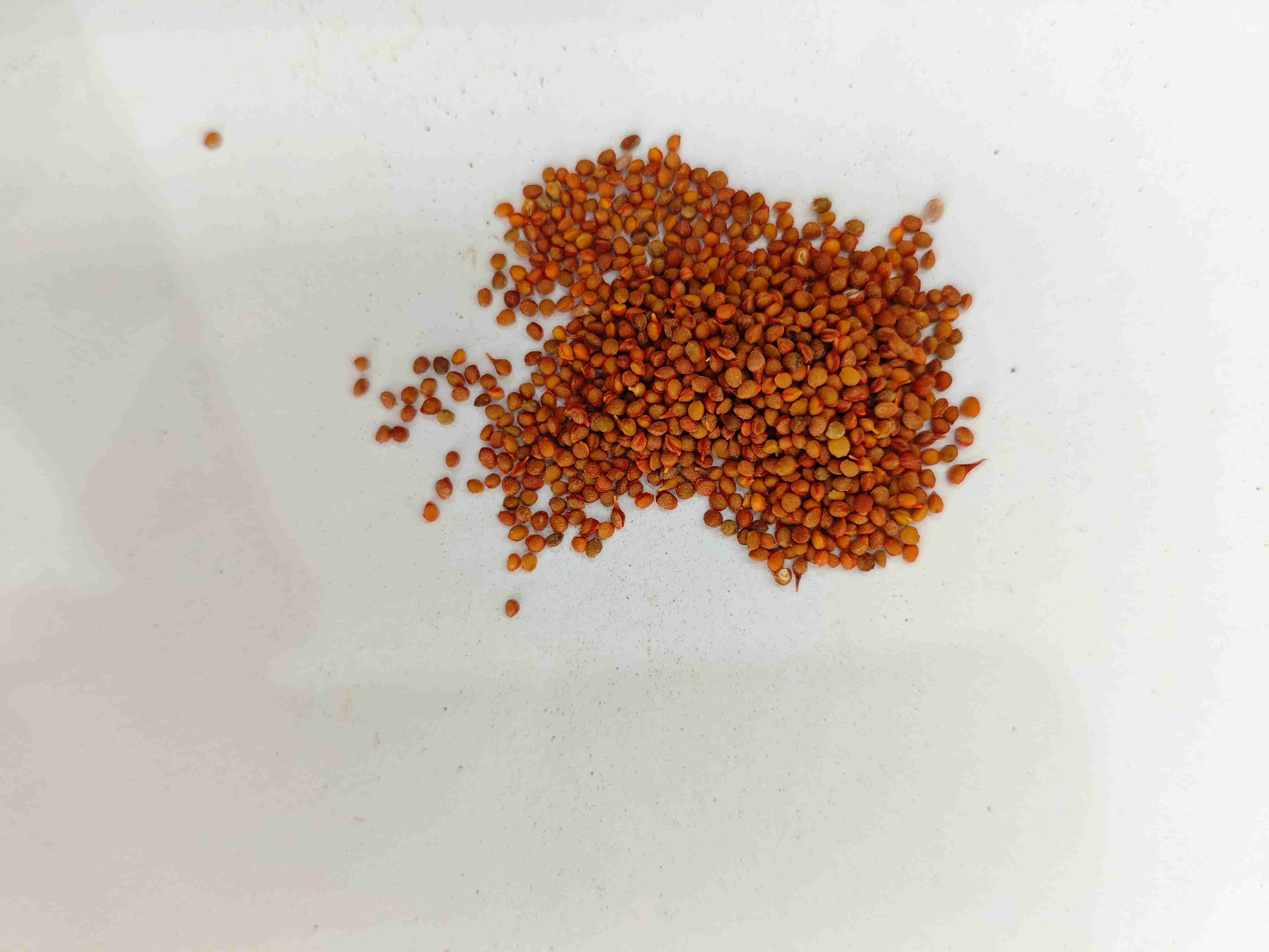 فاكهة التوت الورقية (chǔsh&iacute;zǐ)