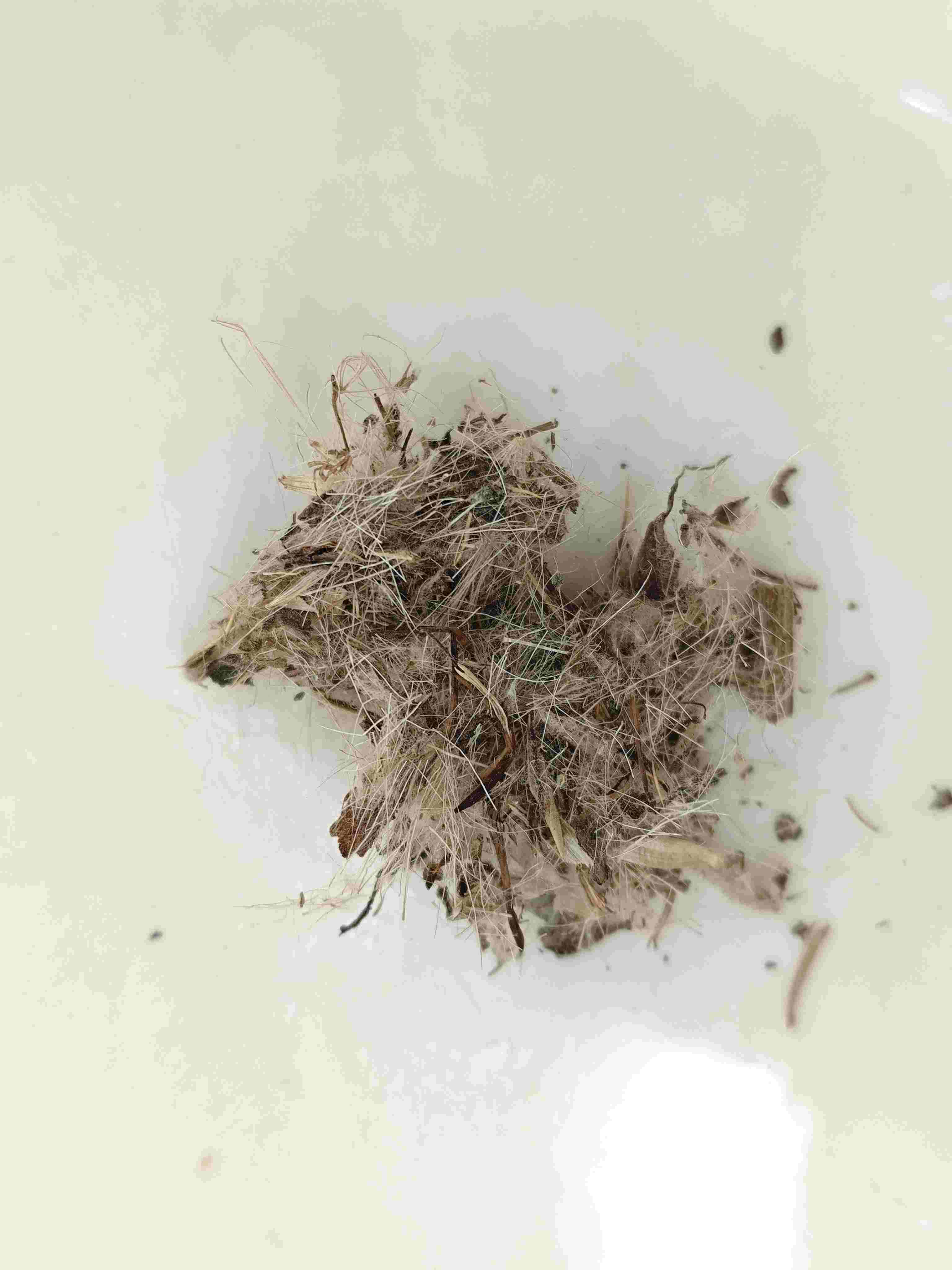 ثيتل العظيم (داج)