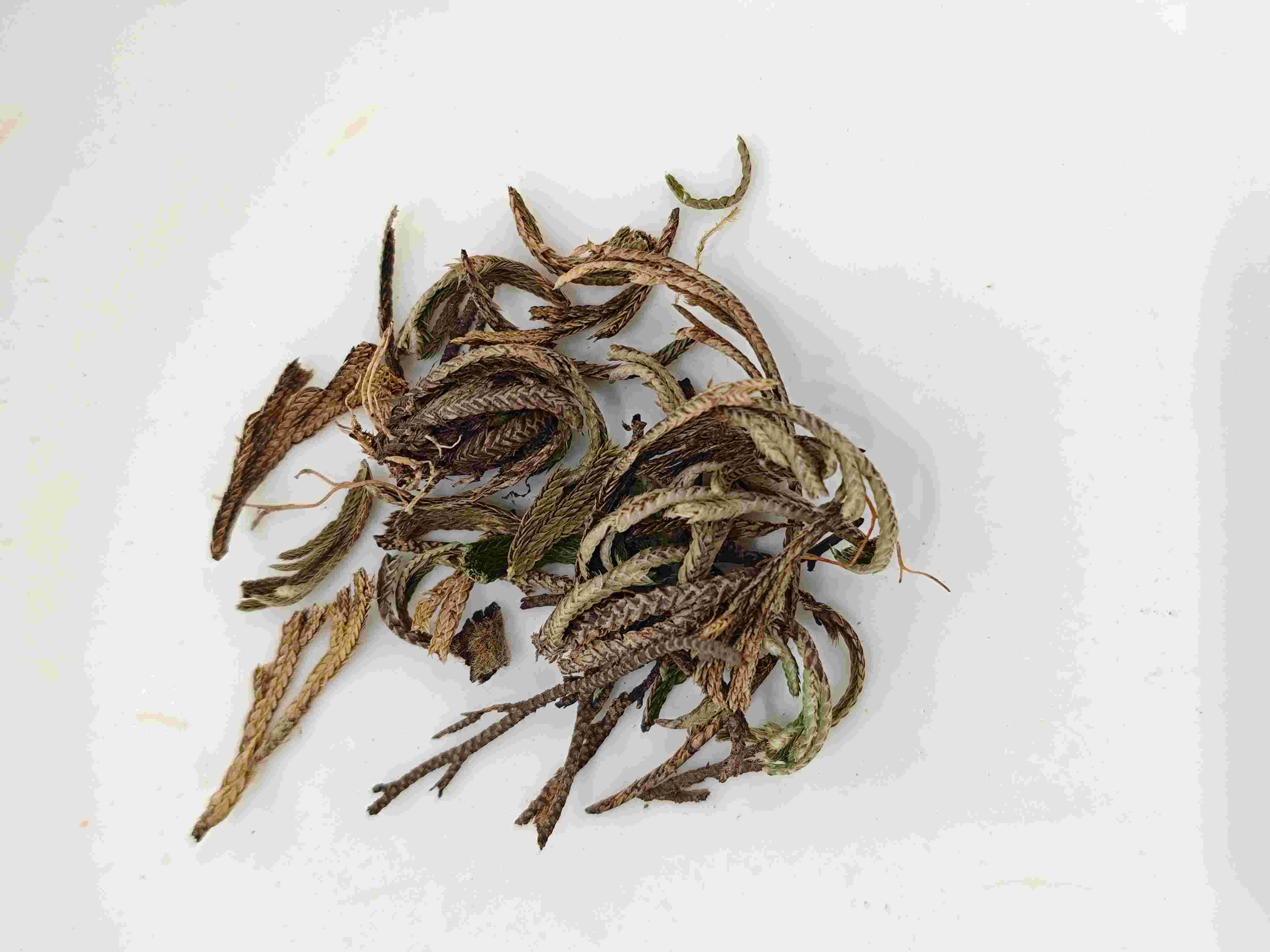 السرخس الملكي (Juǎn Bǎi)