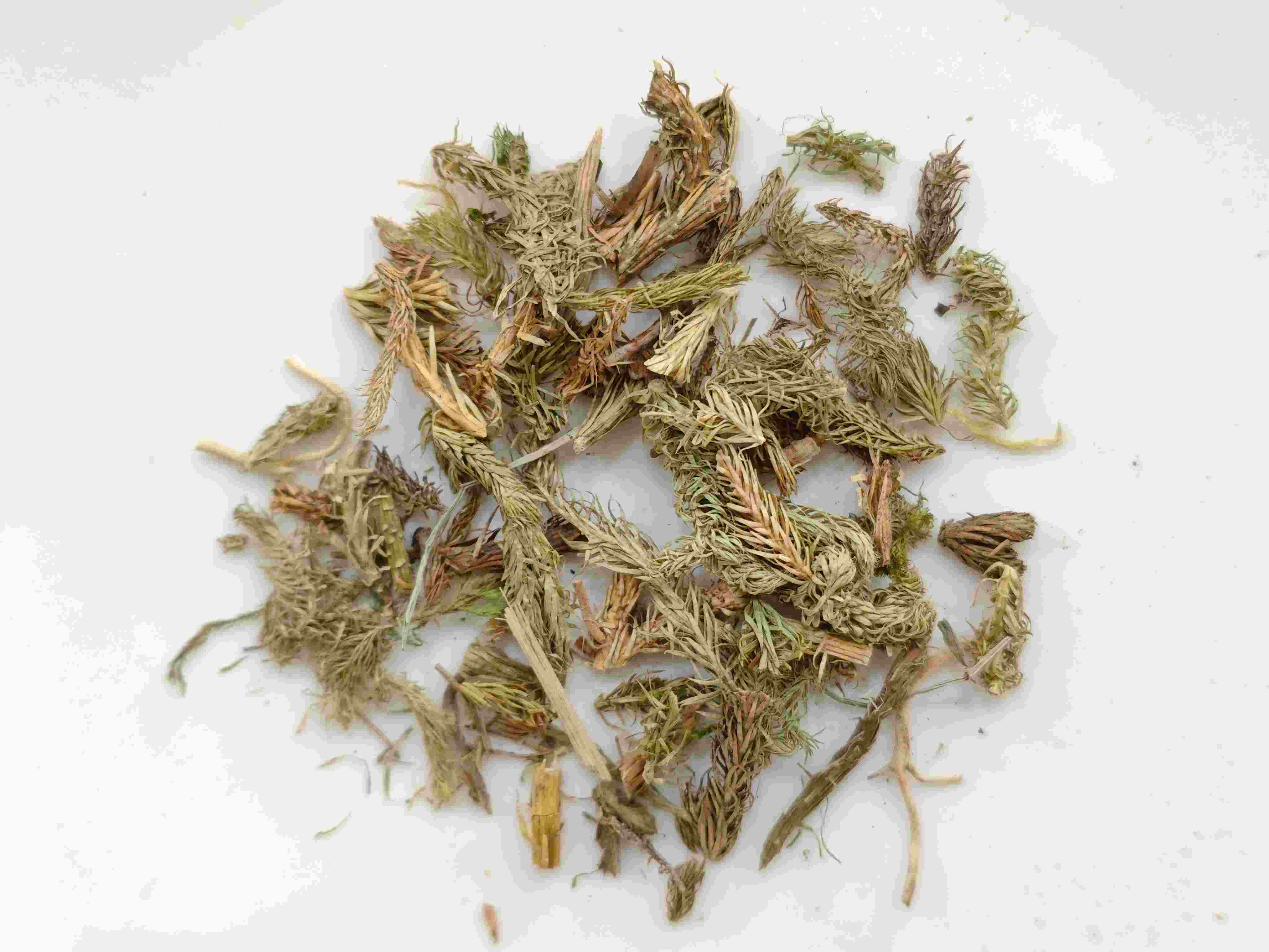 هيربا سارجاسوم (shēn jīn cǎo)