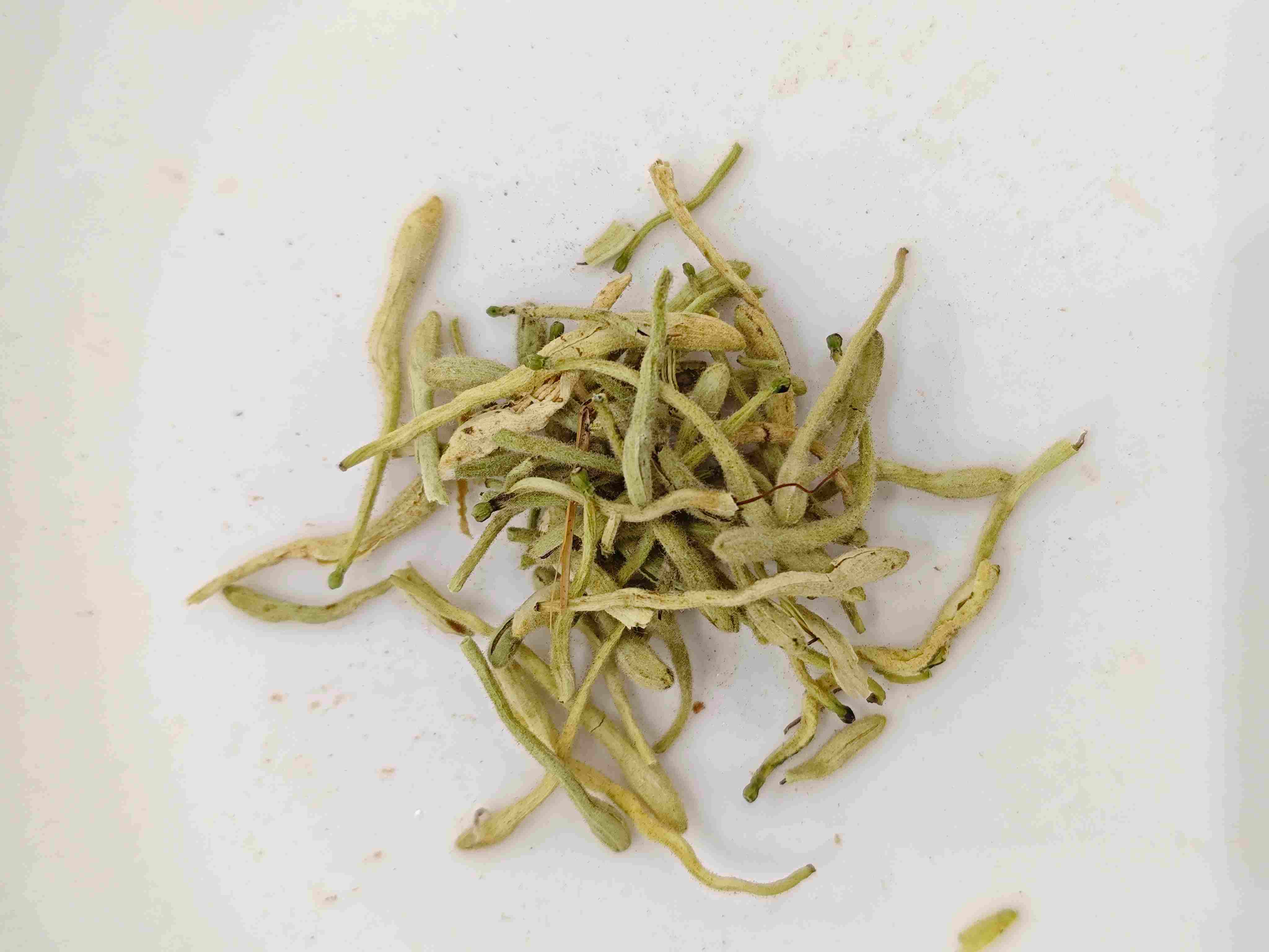 زهرة هونيسوكل (jīnyínhuā)