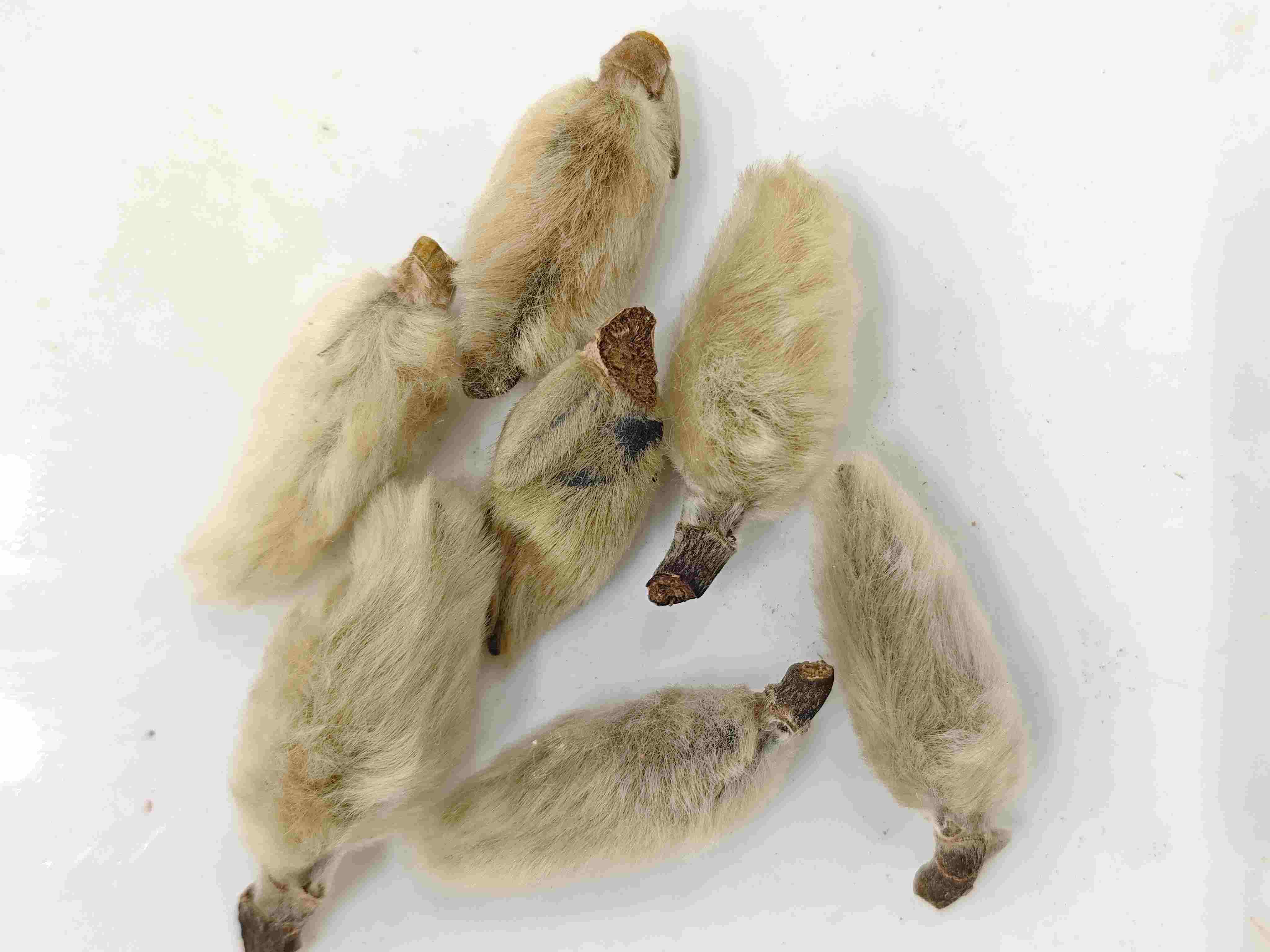 براعم زهرة ماغنوليا (xīny&iacute;)