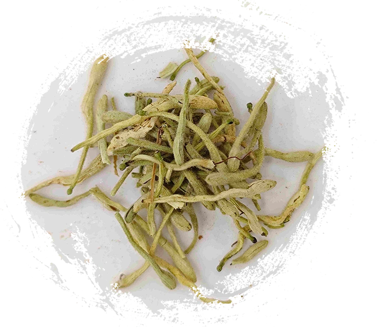 زهرة هونيسوكل (jīnyínhuā)