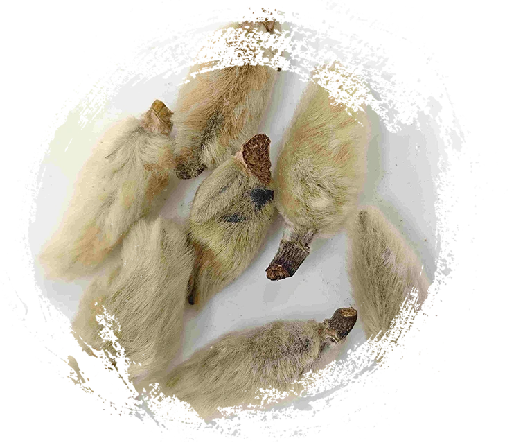 براعم زهرة ماغنوليا (xīnyí)