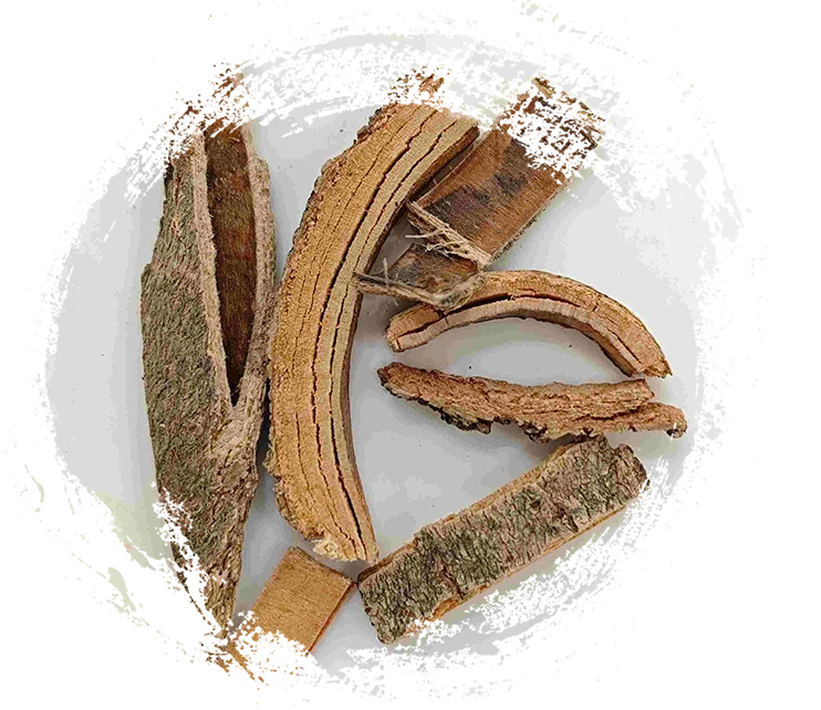 لحاء الرماد الصيني (Qín Pí)