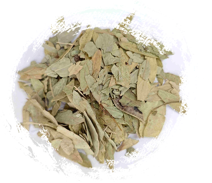 Senna Leaf (fānxiè yè)